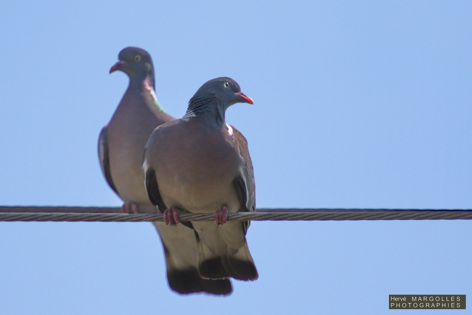 Pigeon Ramier-02.jpg